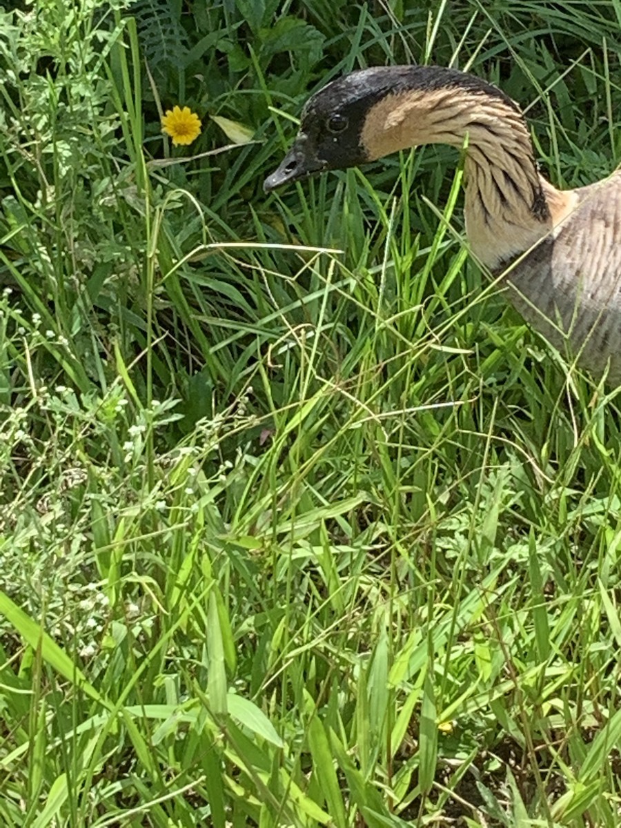 Hawaiian Goose - Heather Simonson