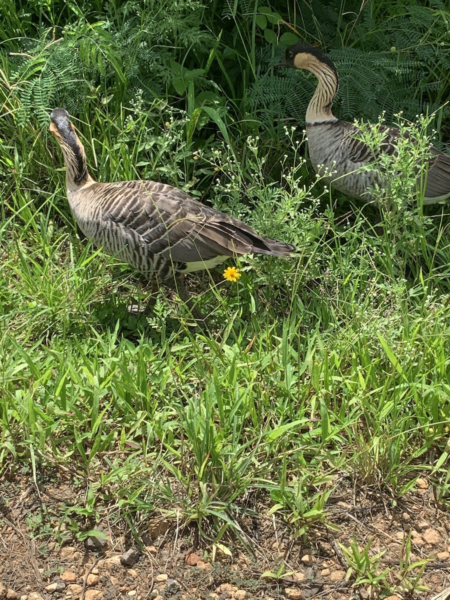 Hawaiian Goose - ML620812596