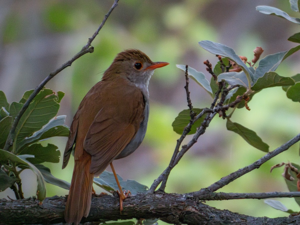 Orange-billed Nightingale-Thrush - ML620812598