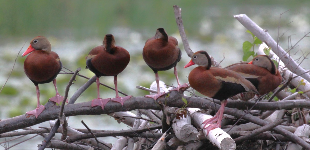 Black-bellied Whistling-Duck - ML620812604