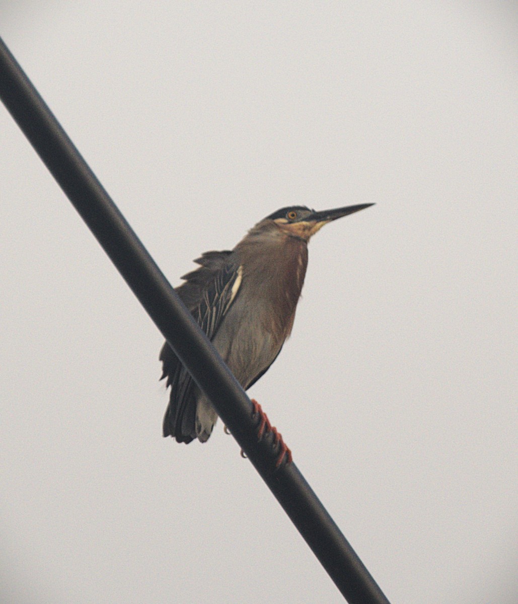 Striated Heron - ML620812605