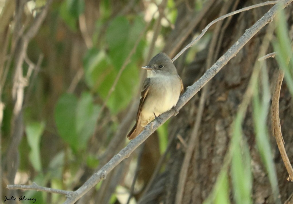 Western Wood-Pewee - ML620812606