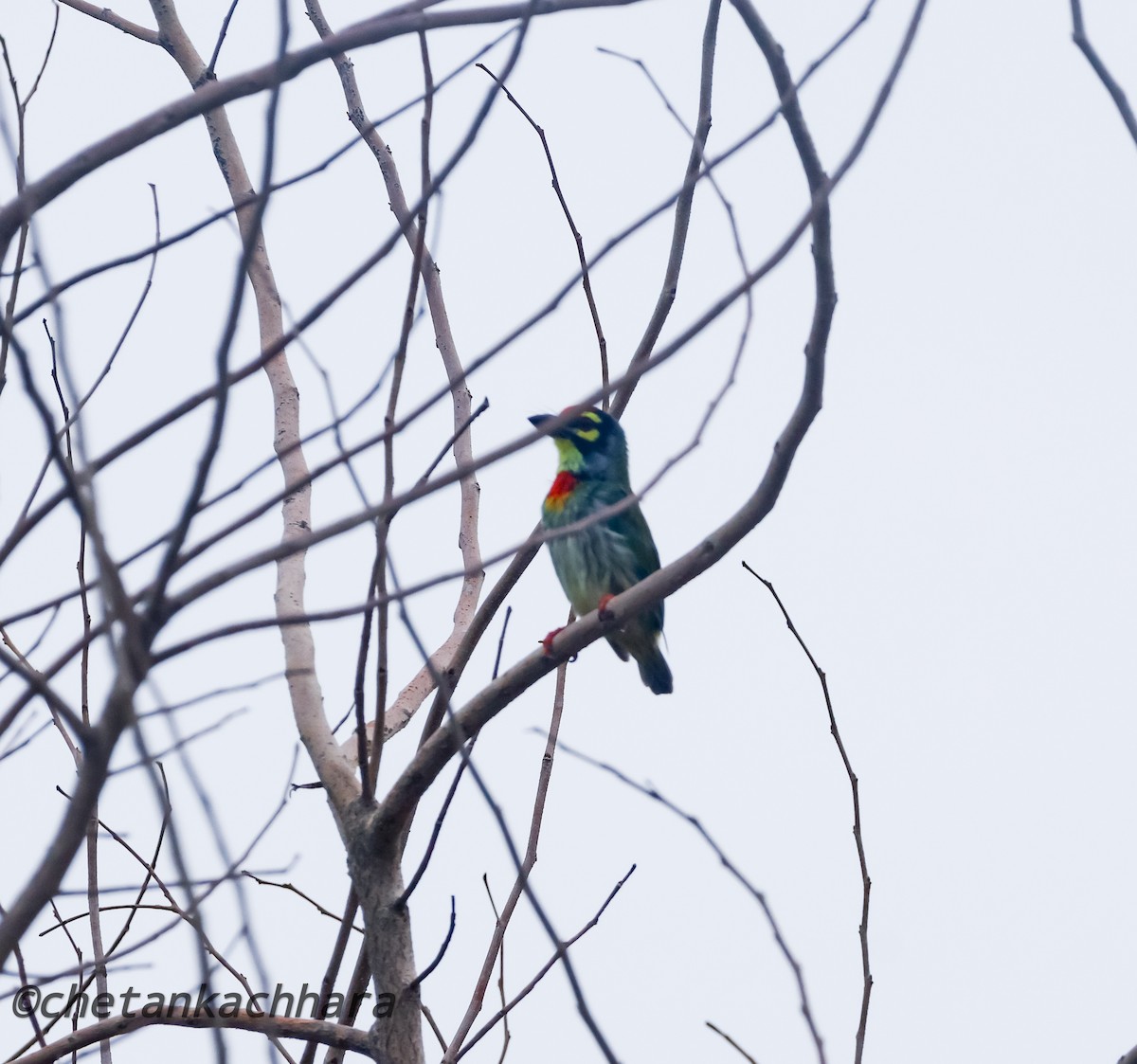 Coppersmith Barbet - ML620812609