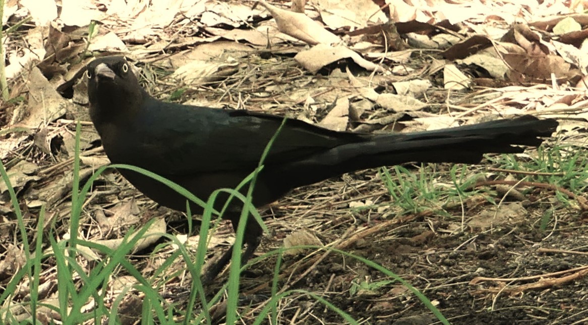 Great-tailed Grackle - ML620812611