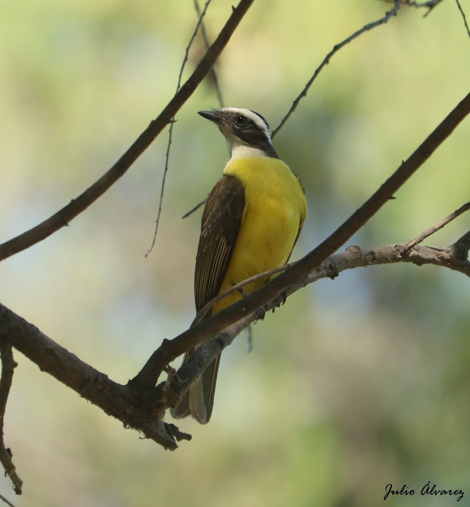 Social Flycatcher - ML620812612