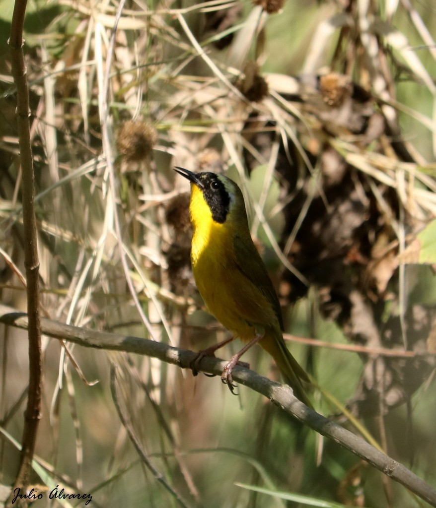 Paruline masquée - ML620812617