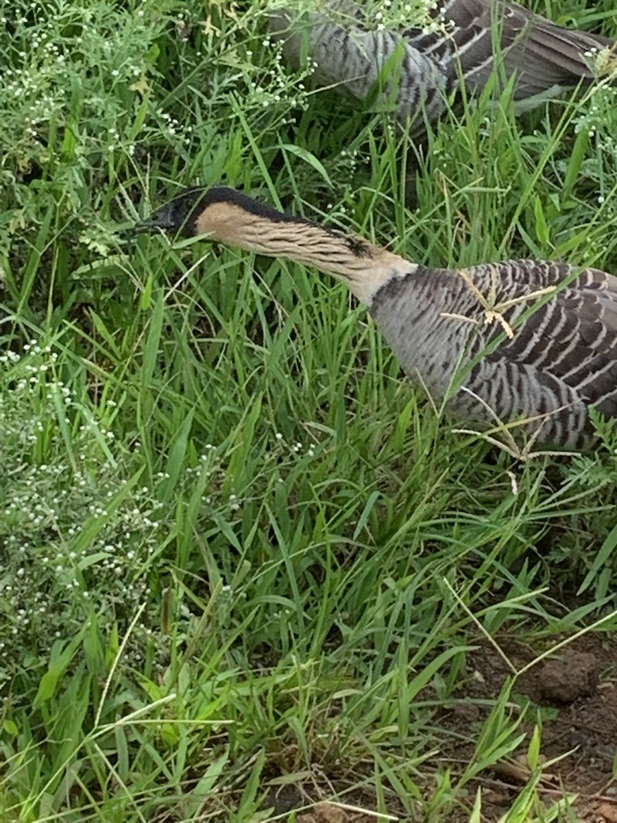 Hawaiian Goose - ML620812621