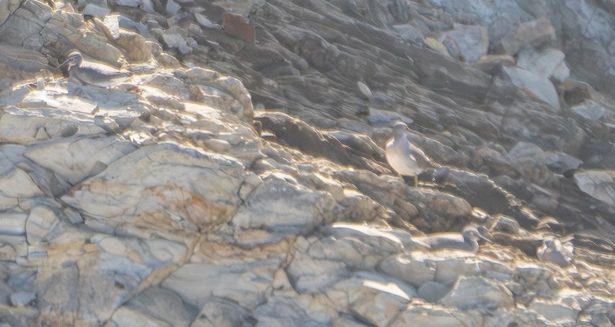 Wandering Tattler - ML620812627