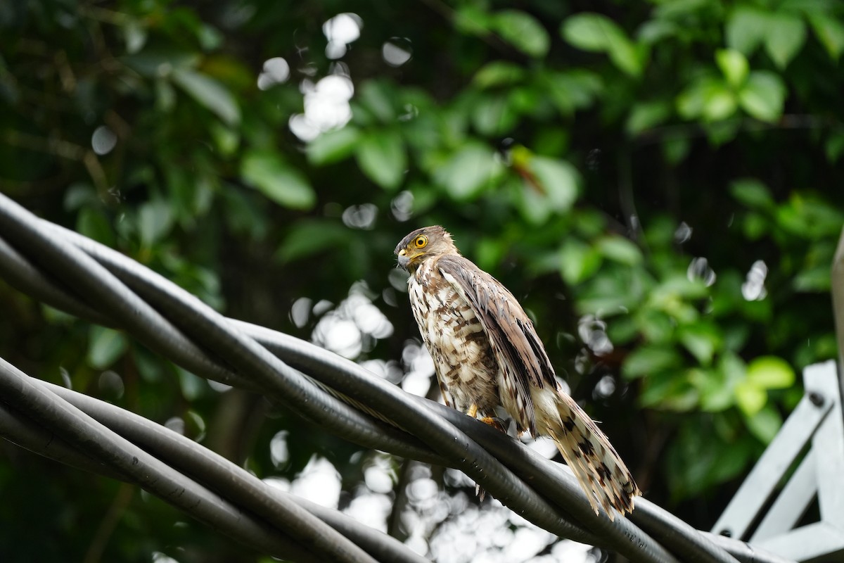 Crested Goshawk - ML620812628