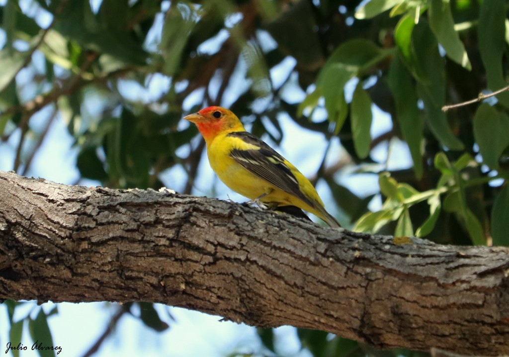 Western Tanager - Julio Alejandro Alvarez Ruiz