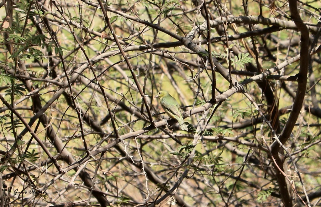 Painted Bunting - ML620812631