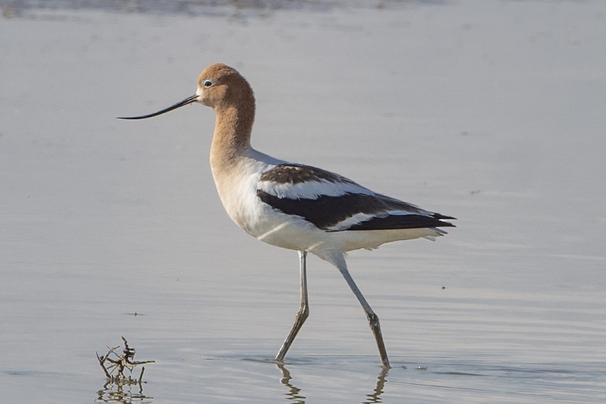 Avoceta Americana - ML620812632