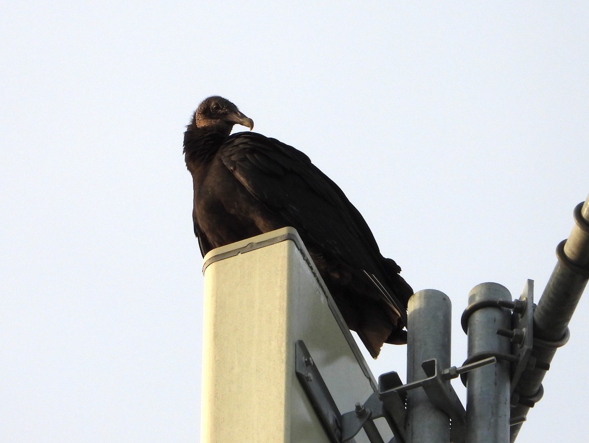 Black Vulture - ML620812635