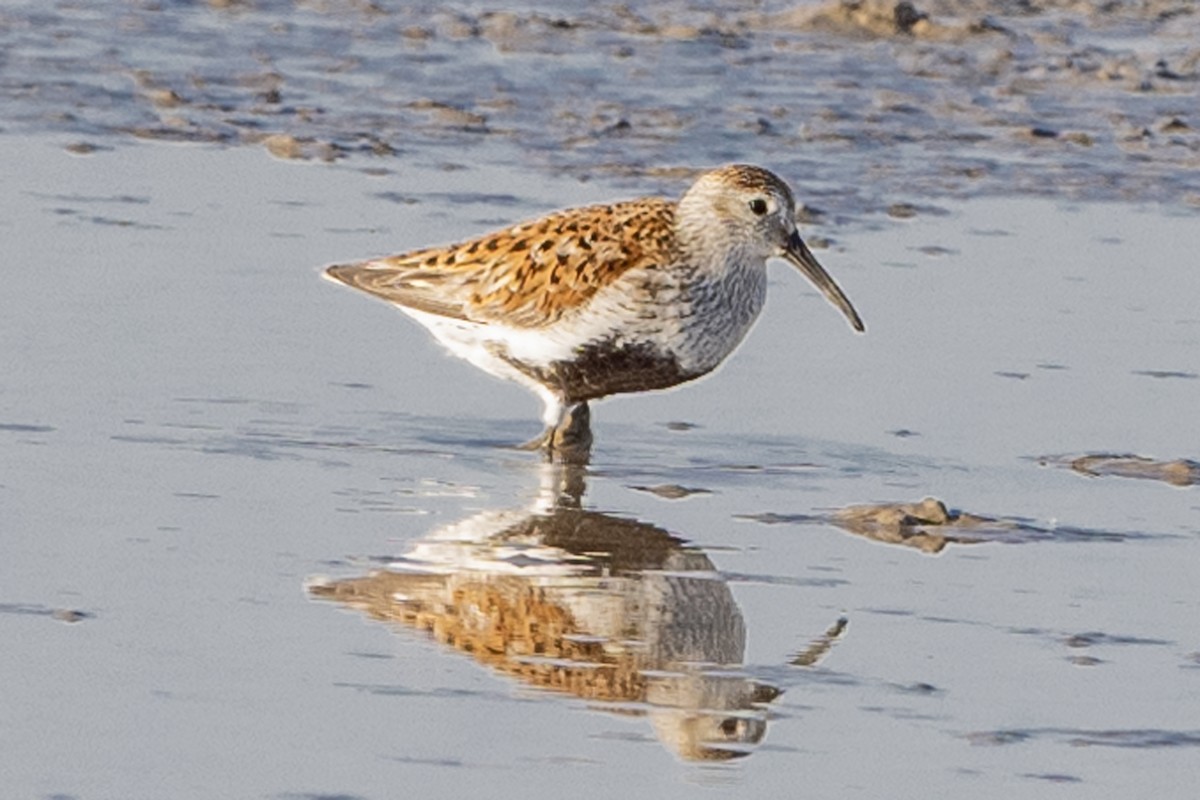 Dunlin - ML620812637