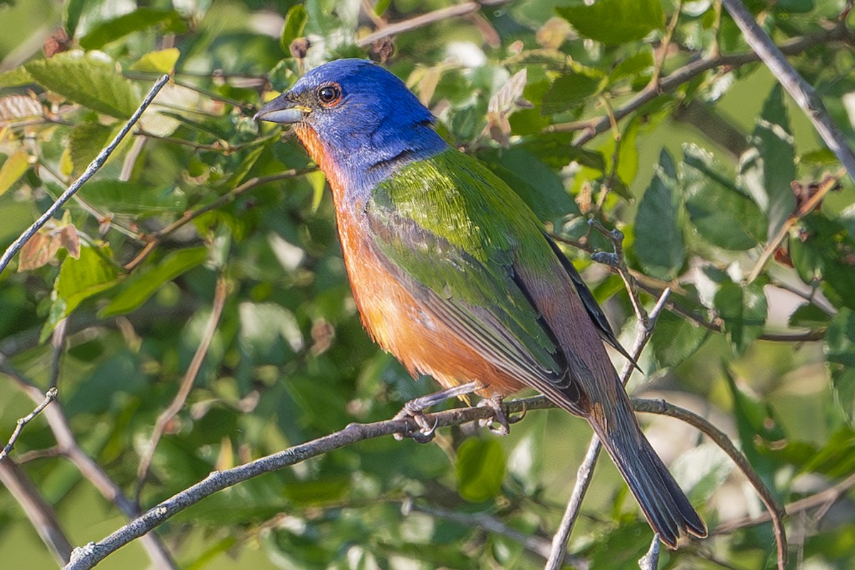 Painted Bunting - ML620812647