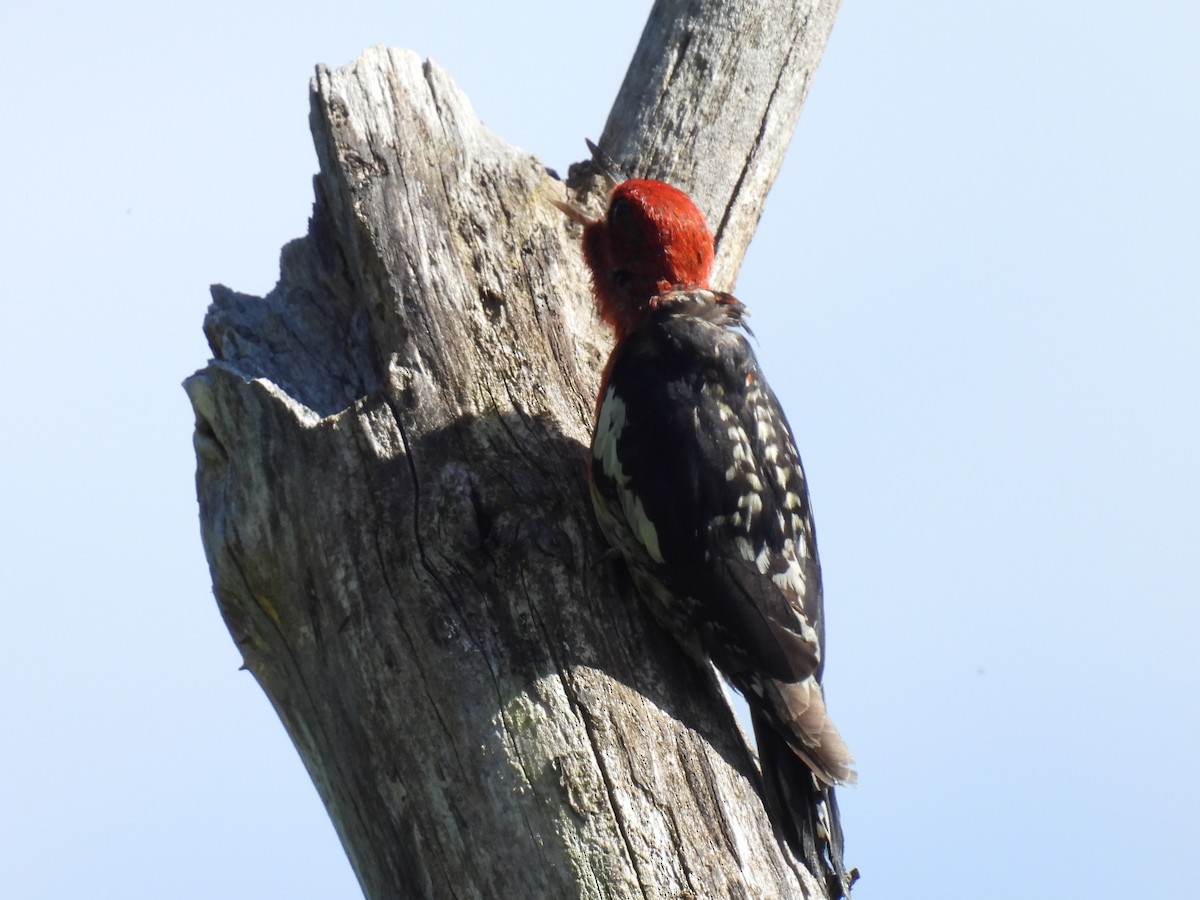 Red-breasted Sapsucker - ML620812649