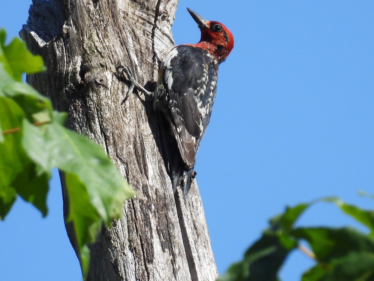 Red-breasted Sapsucker - ML620812650