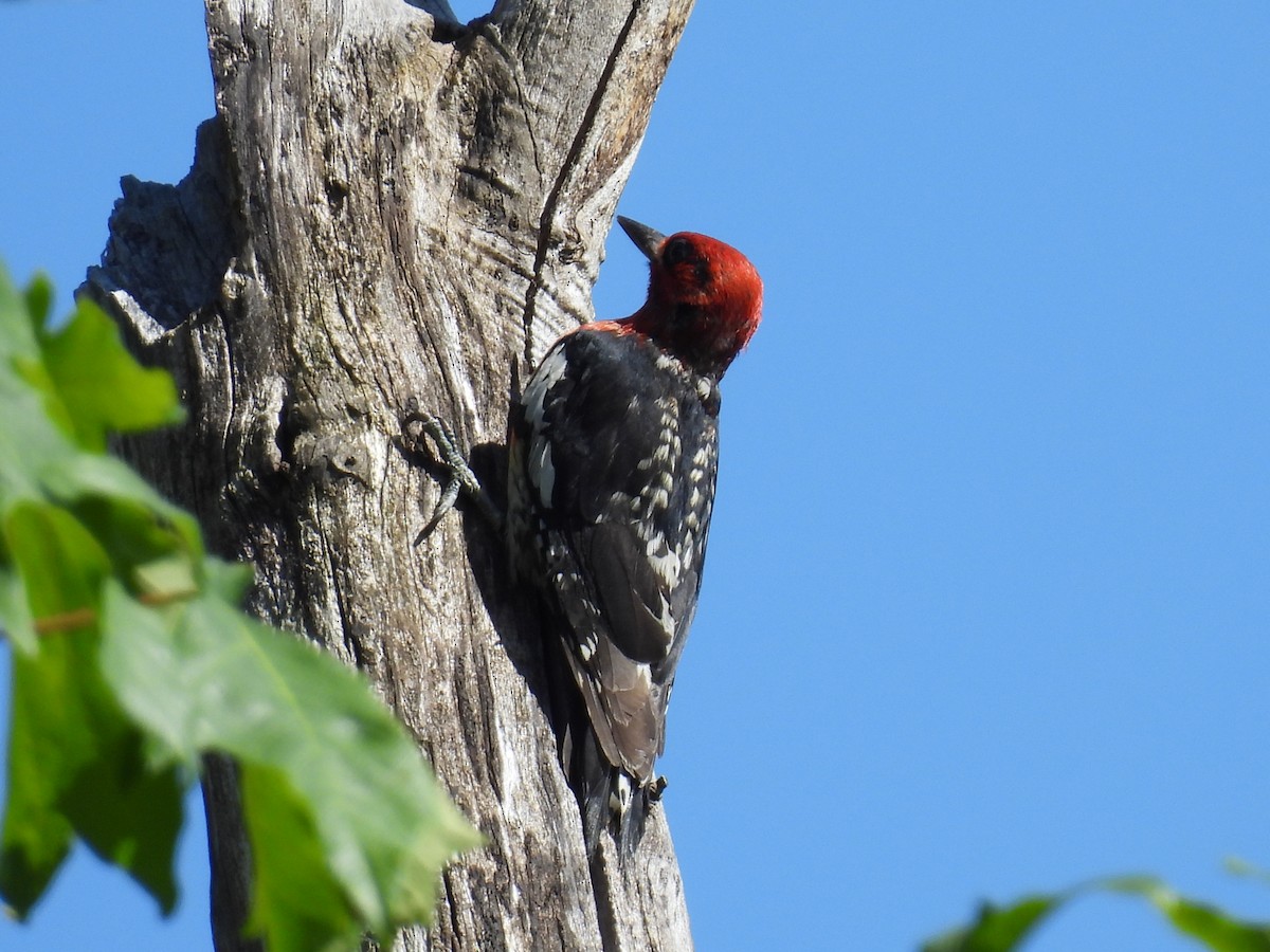 Red-breasted Sapsucker - ML620812651