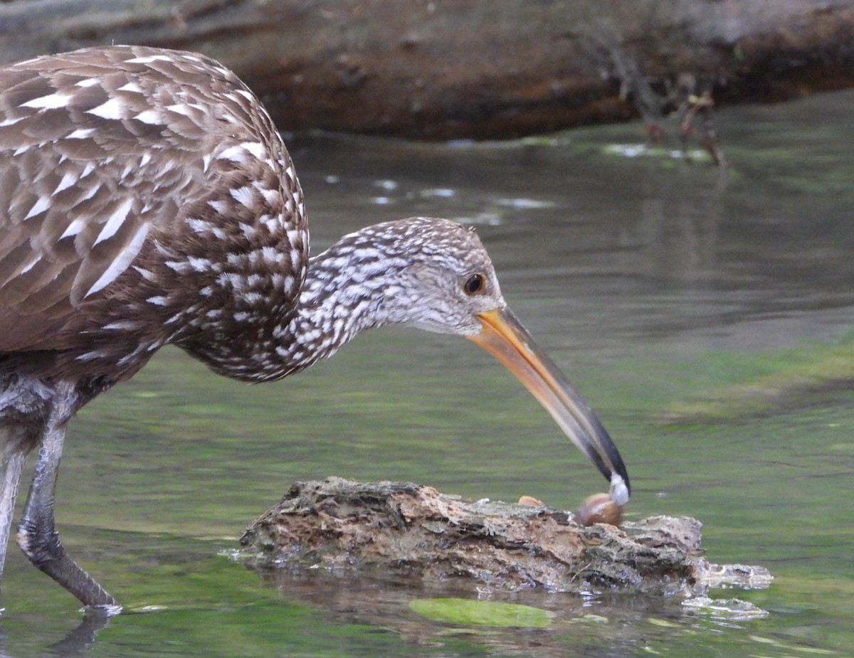 Limpkin - ML620812652