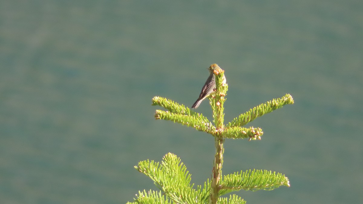 Orange-crowned Warbler - ML620812653