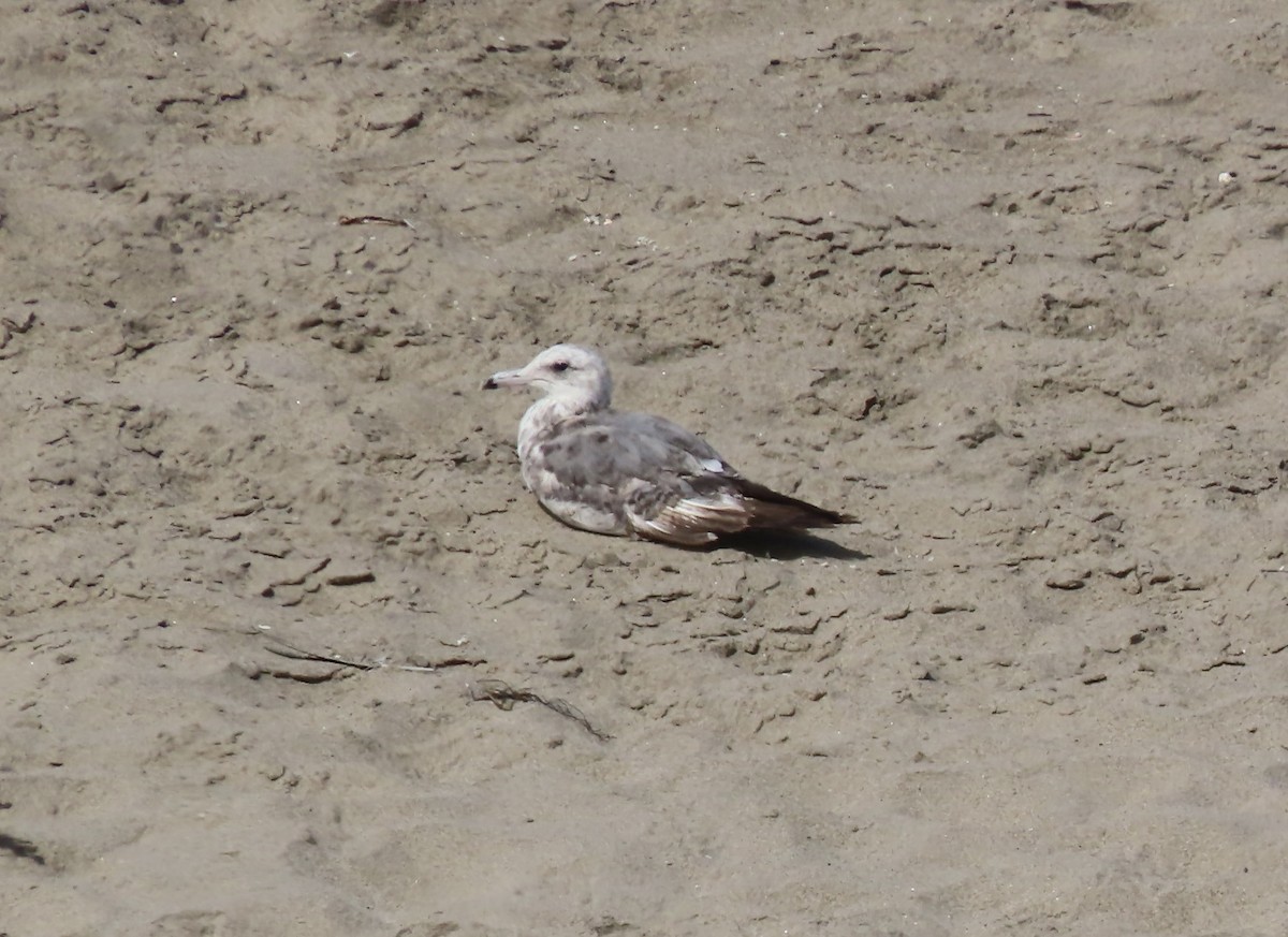 Goéland de Californie - ML620812656