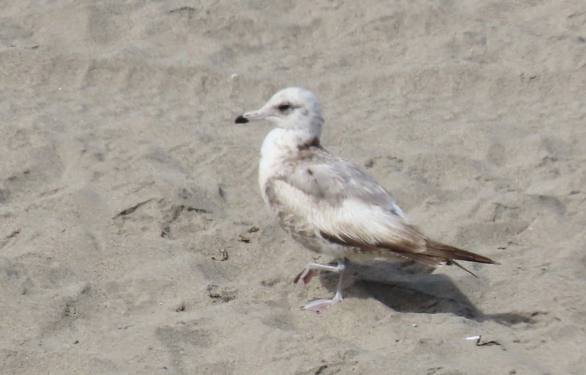 Gaviota Californiana - ML620812658