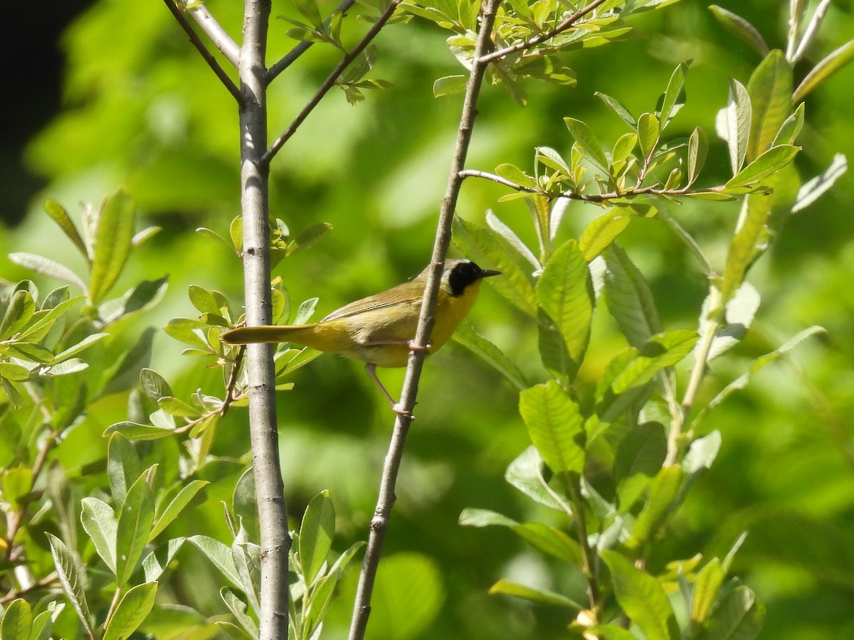 Common Yellowthroat - ML620812660