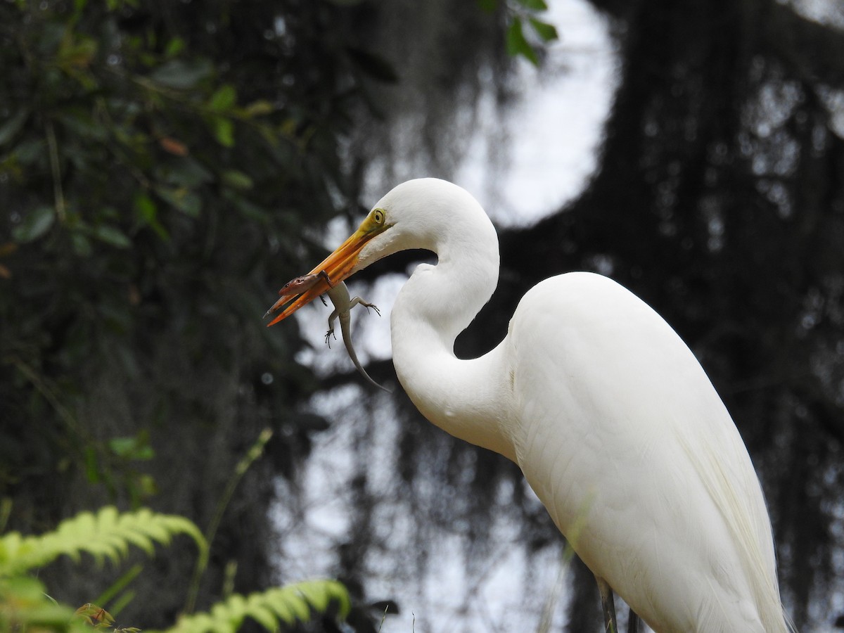 Great Egret - ML620812675