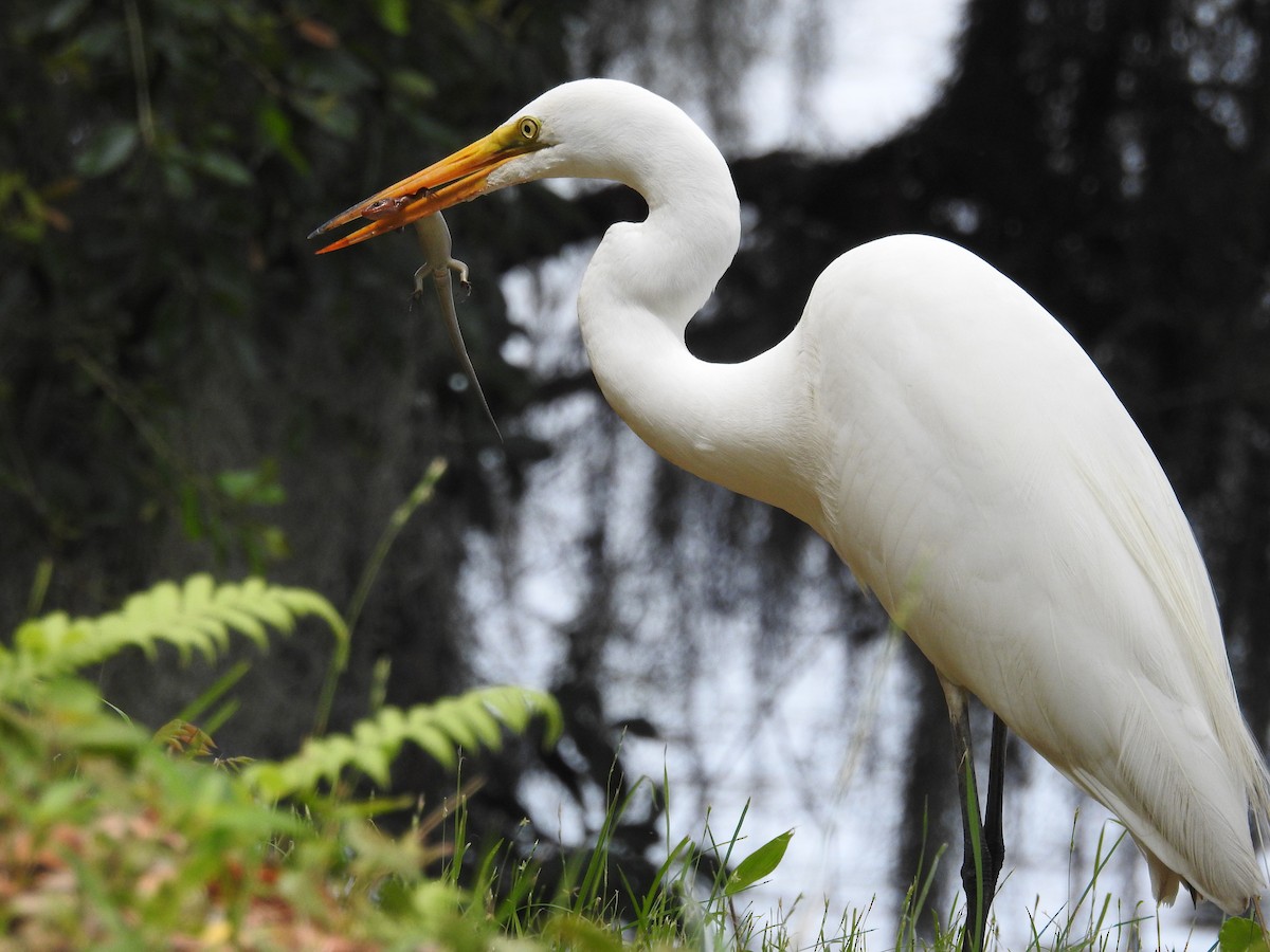 Great Egret - ML620812676