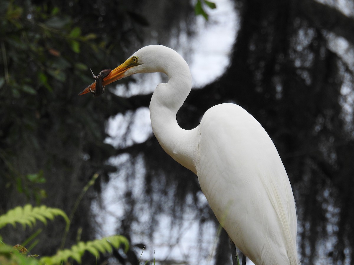 Grande Aigrette - ML620812678