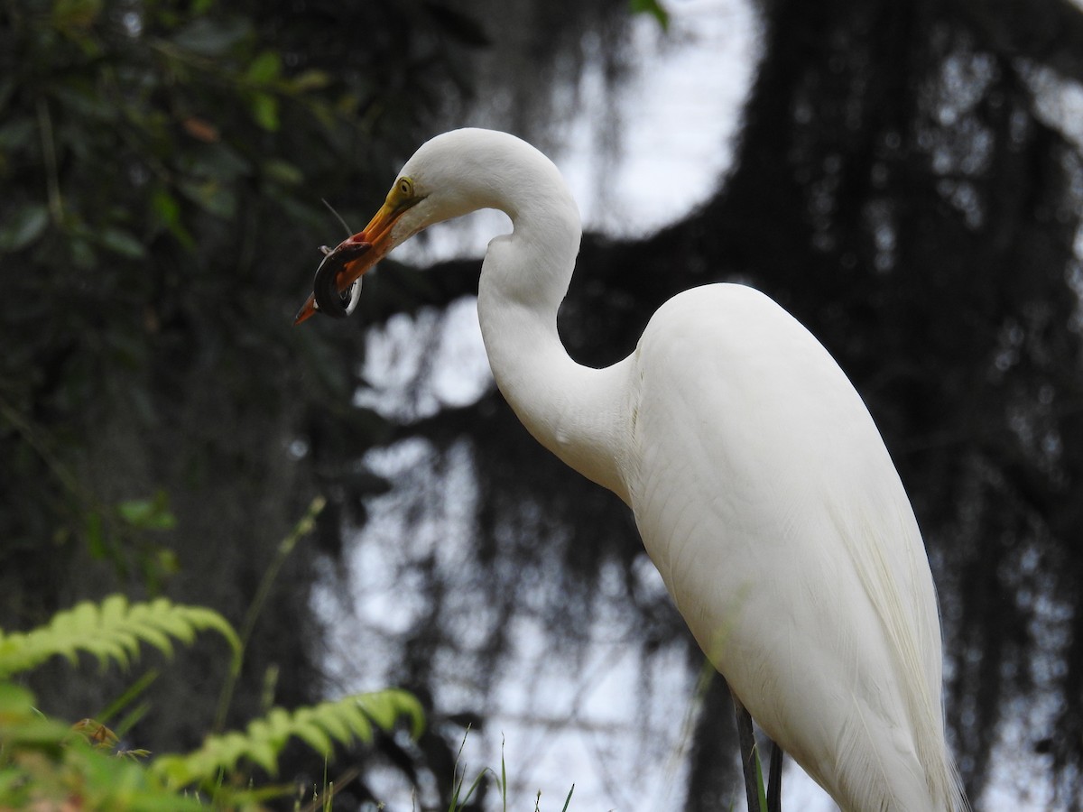 Grande Aigrette - ML620812679