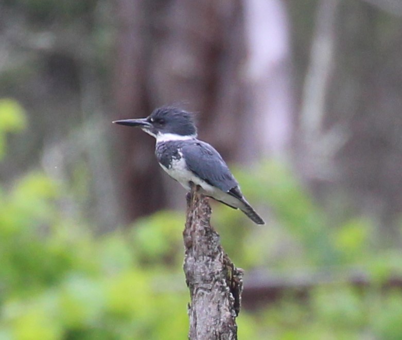 Belted Kingfisher - ML620812680