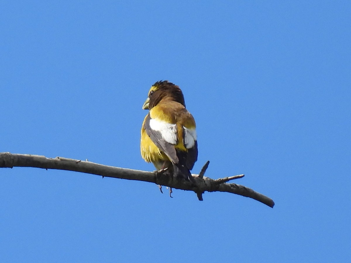 Evening Grosbeak - ML620812686