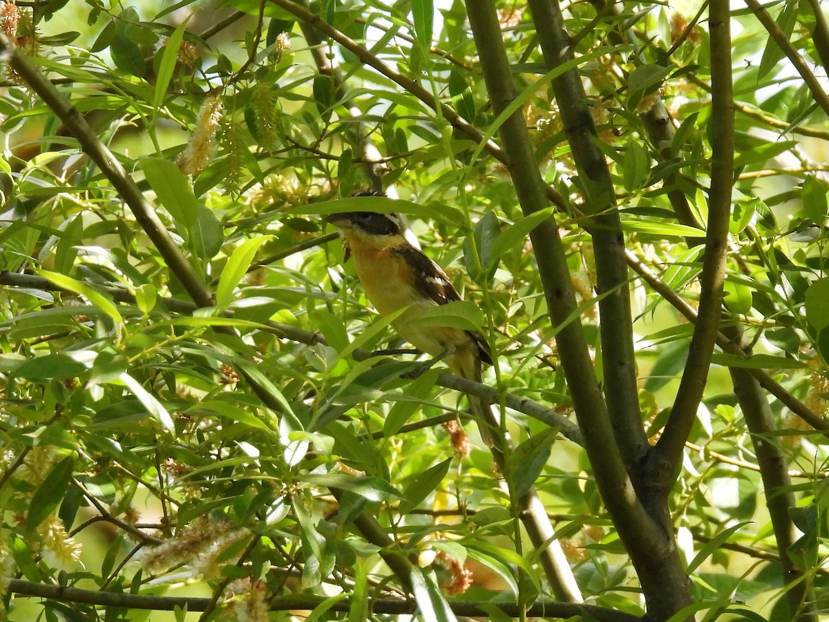 Black-headed Grosbeak - ML620812688