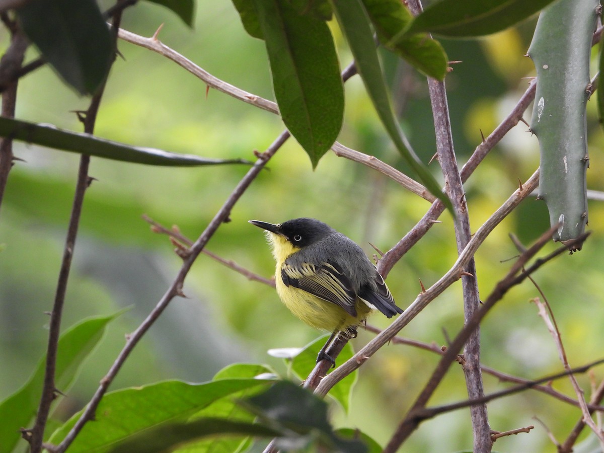 Common Tody-Flycatcher - ML620812691