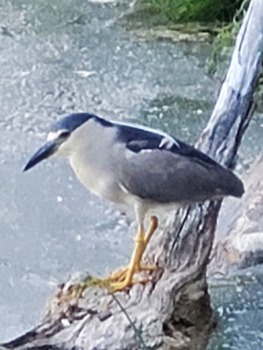 Black-crowned Night Heron - ML620812692