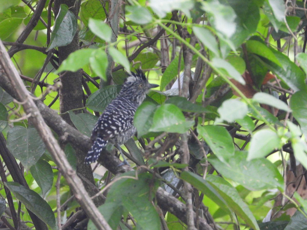 Barred Antshrike - ML620812698