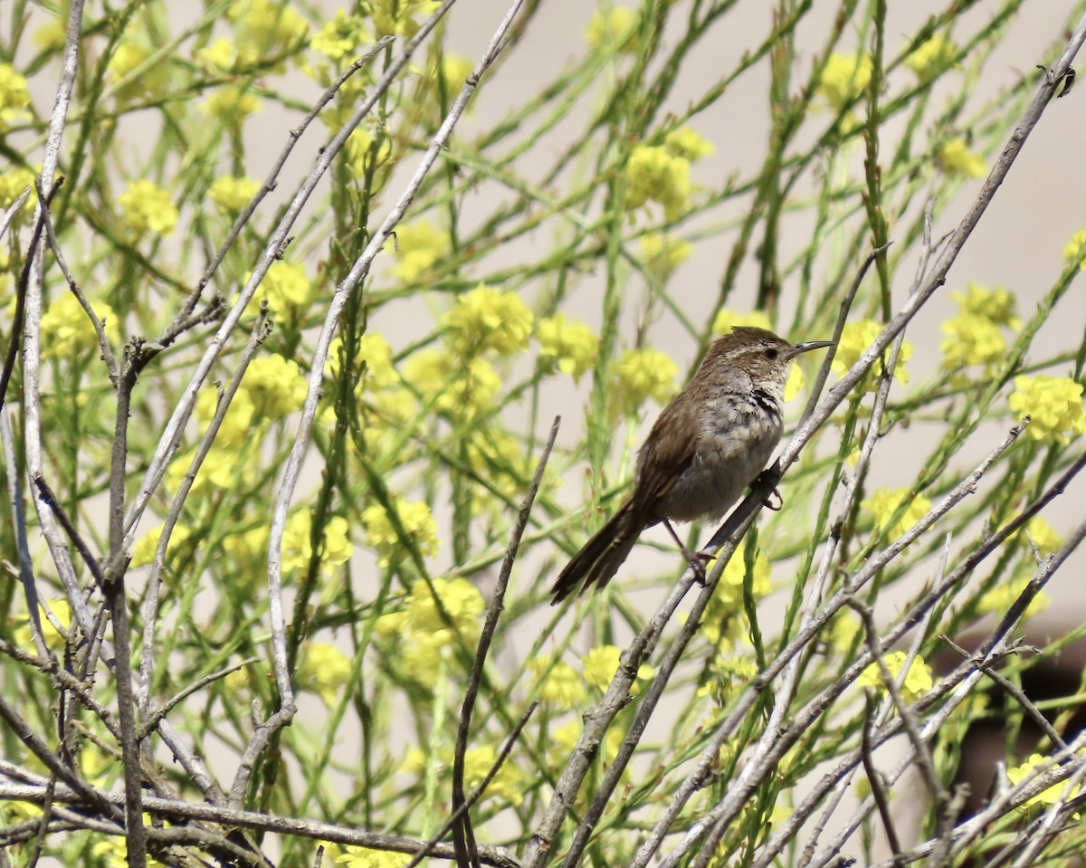 Bewick's Wren - ML620812700