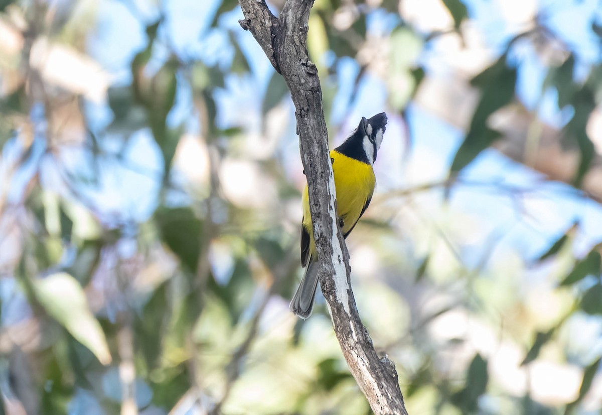 Eastern Shrike-tit - ML620812710