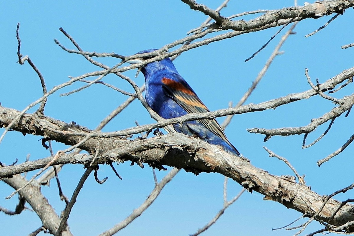 Blue Grosbeak - ML620812726