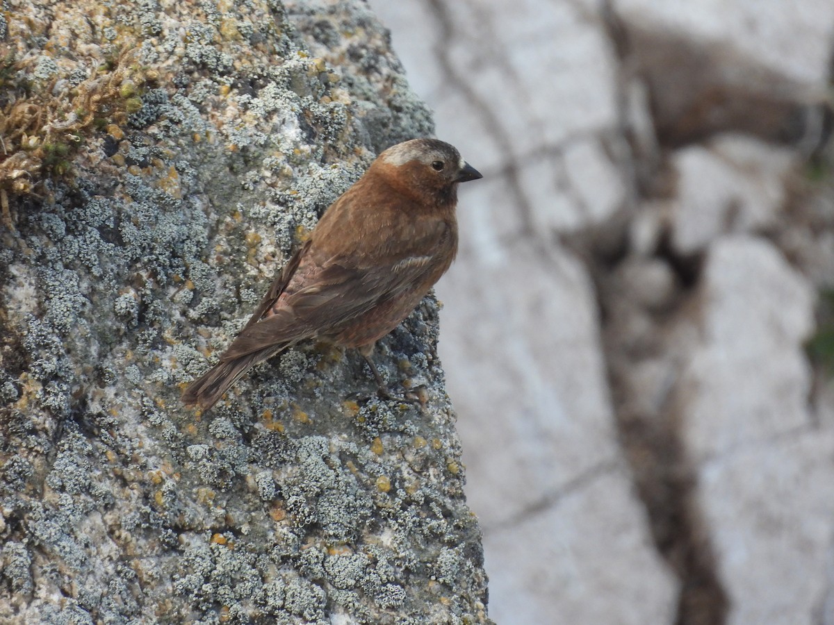 Gray-crowned Rosy-Finch - ML620812729
