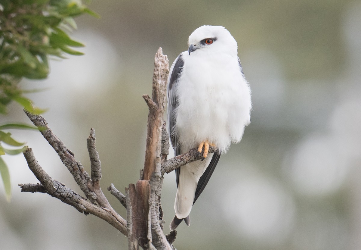 Black-shouldered Kite - John Daniels