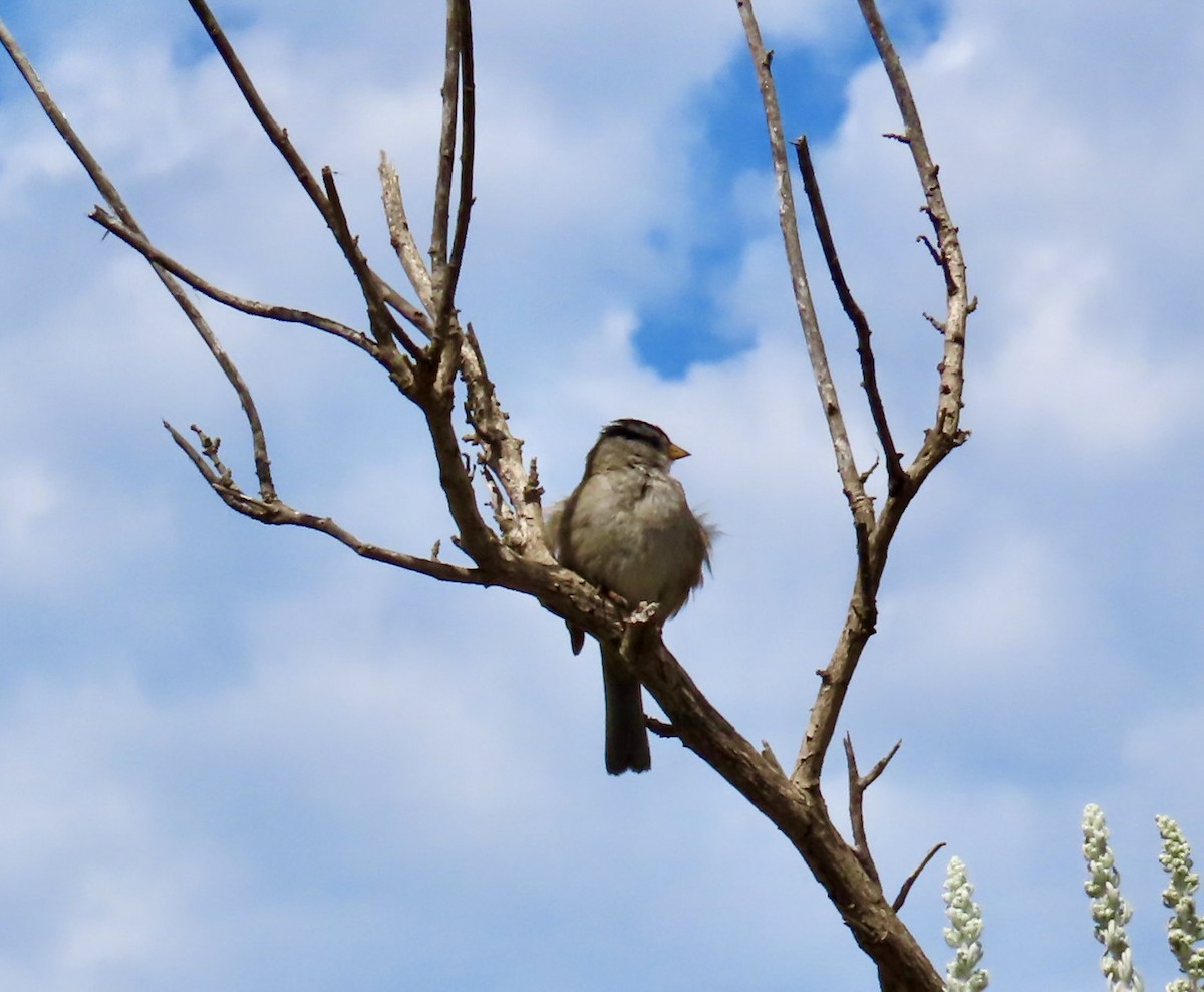 White-crowned Sparrow - ML620812735