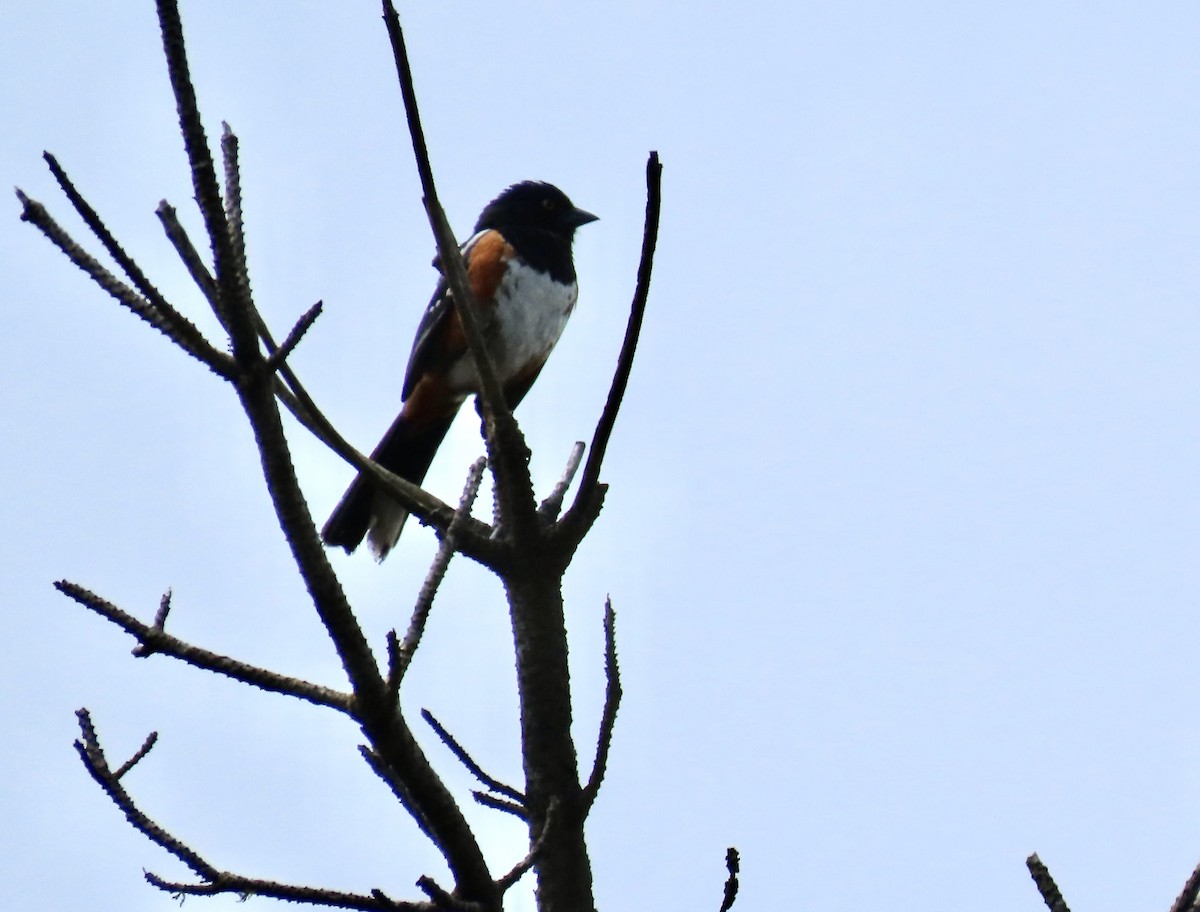 Spotted Towhee - ML620812737