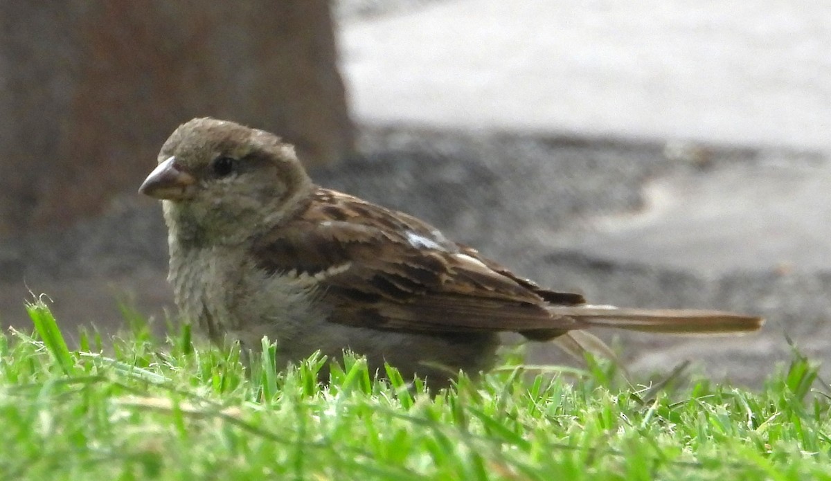 Moineau domestique - ML620812738