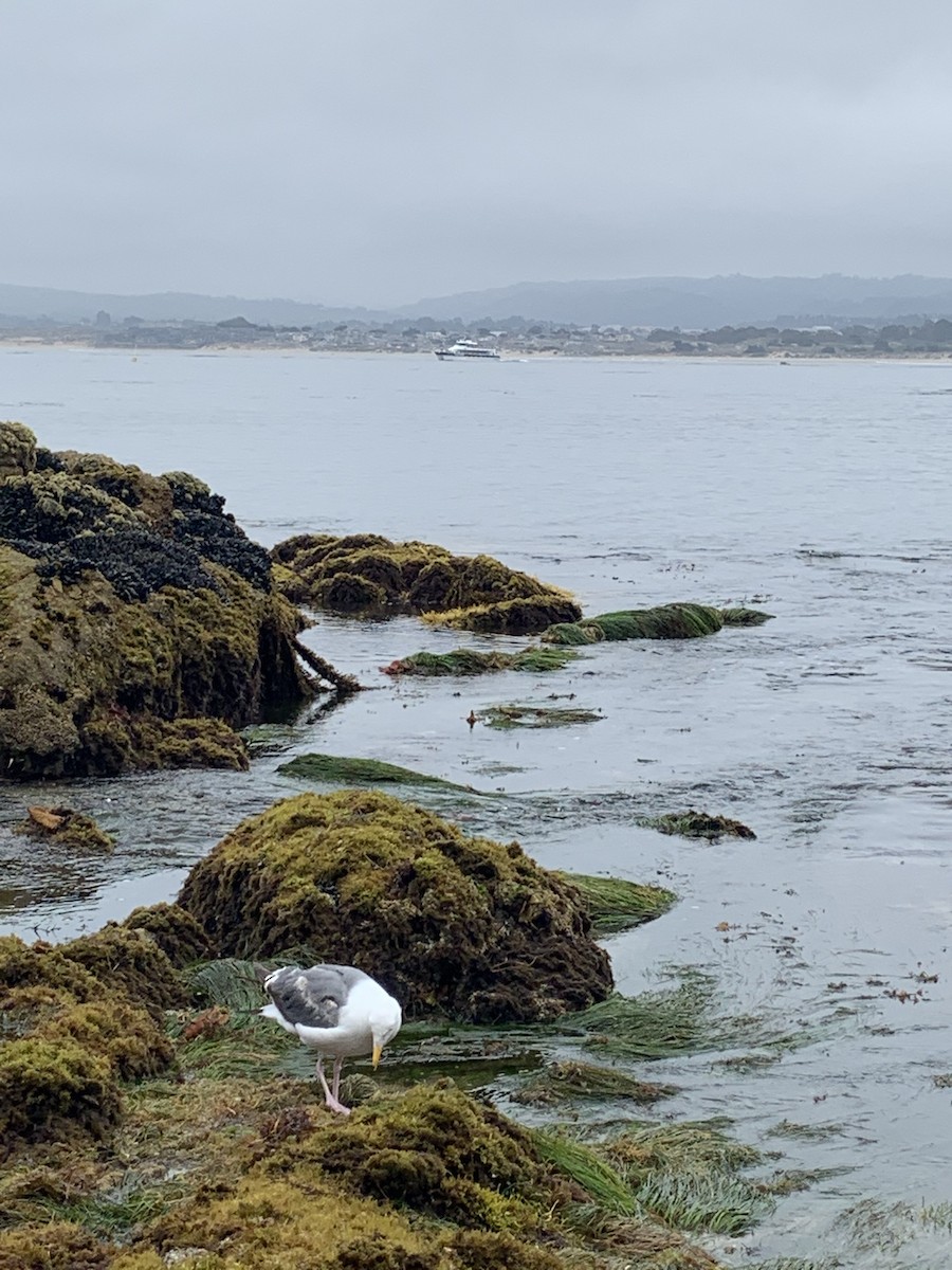 Gaviota Occidental - ML620812739