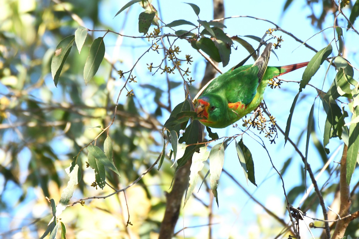 Swift Parrot - ML620812741