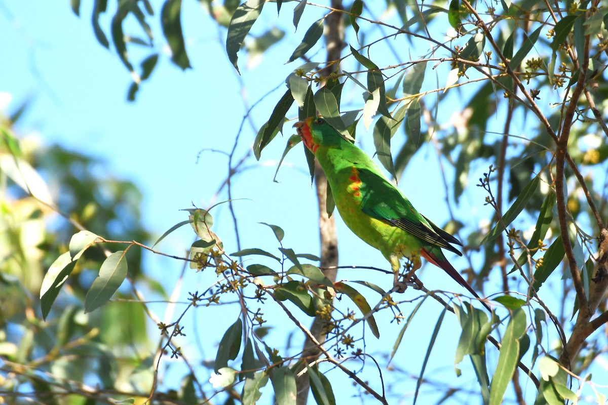 Swift Parrot - ML620812742