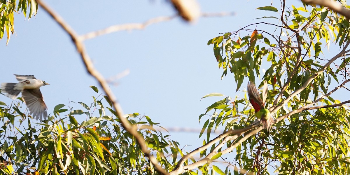 Swift Parrot - ML620812745