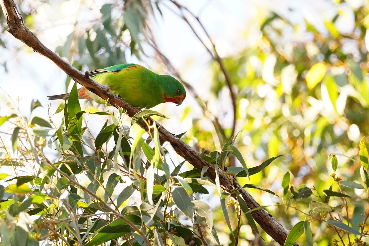 Swift Parrot - ML620812753